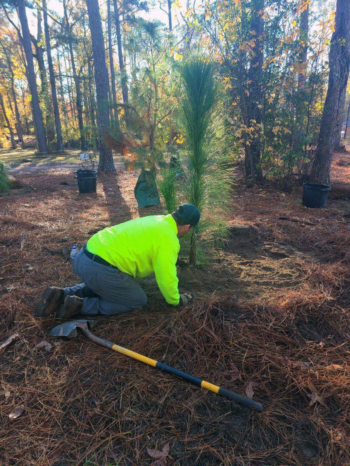 Tree planting crew in Carver Park adding the native long leaf pine plant to the soil in December 2024 from the Trees Across Georgia grant.