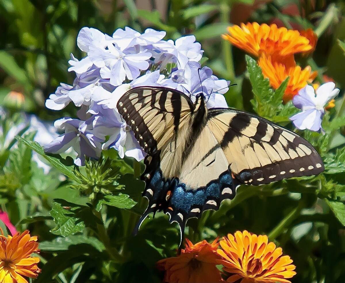 The female Eastern Tiger Swallowtail sports blue on the bottom wings, echoing the colors of the Superbena Stormburst blossoms.