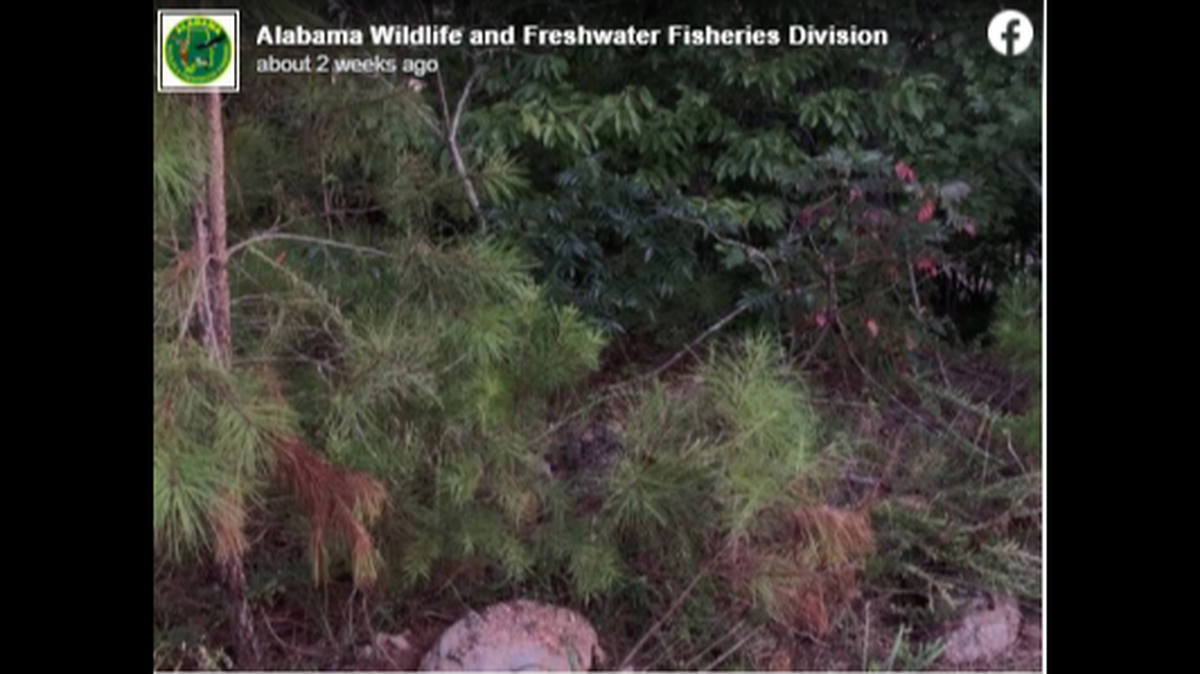 Can you find the very large rattlesnake in this photo taken in Alabama?