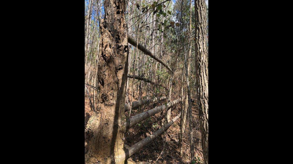 Alabama forestry experts have a theory for how this tree appeared to grow a set of fence rails.