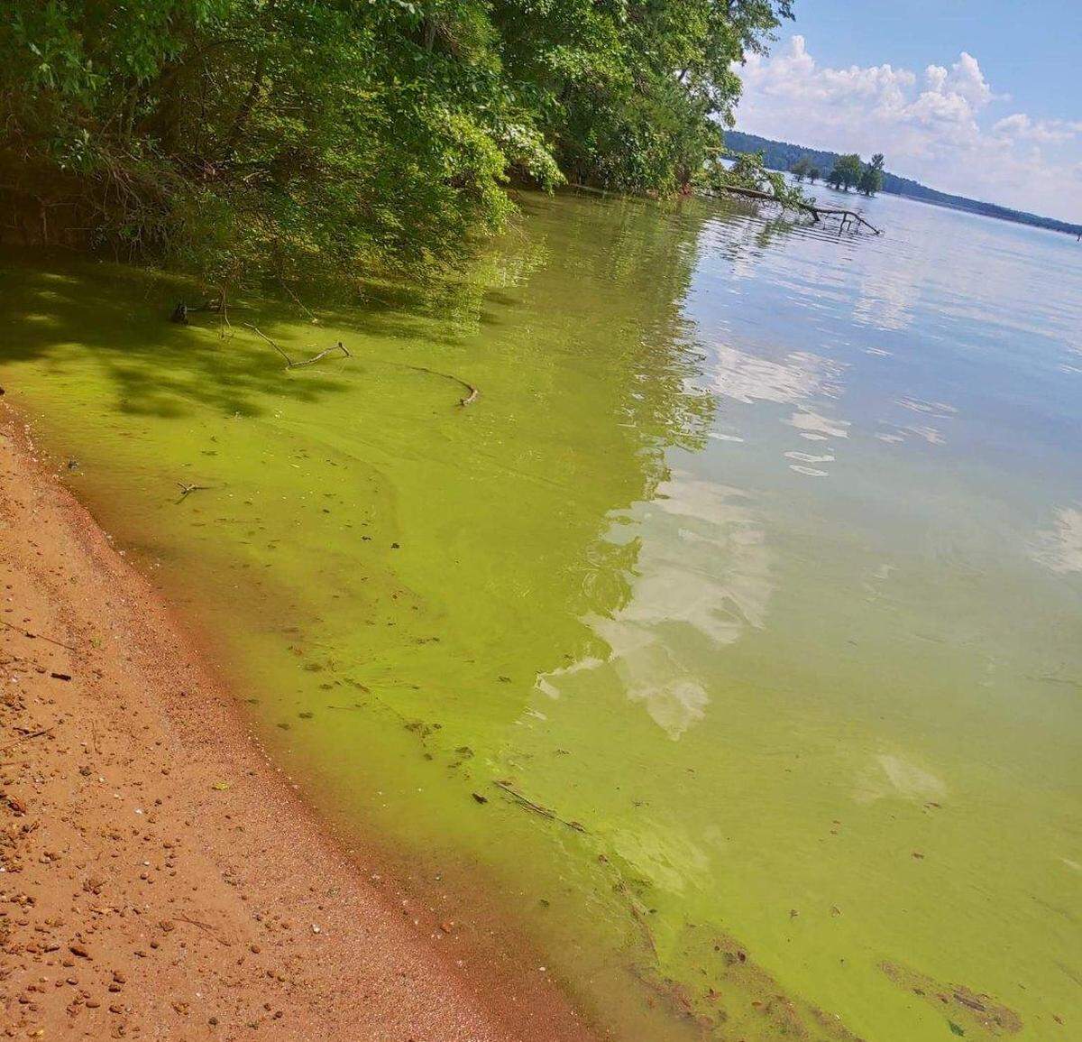 Harmful Algal Bloom on West Point Lake in the summer of 2022.