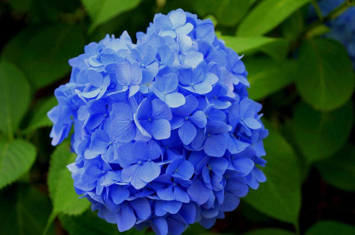 https://www.pexels.com/photo/purple-petaled-flower-414510/