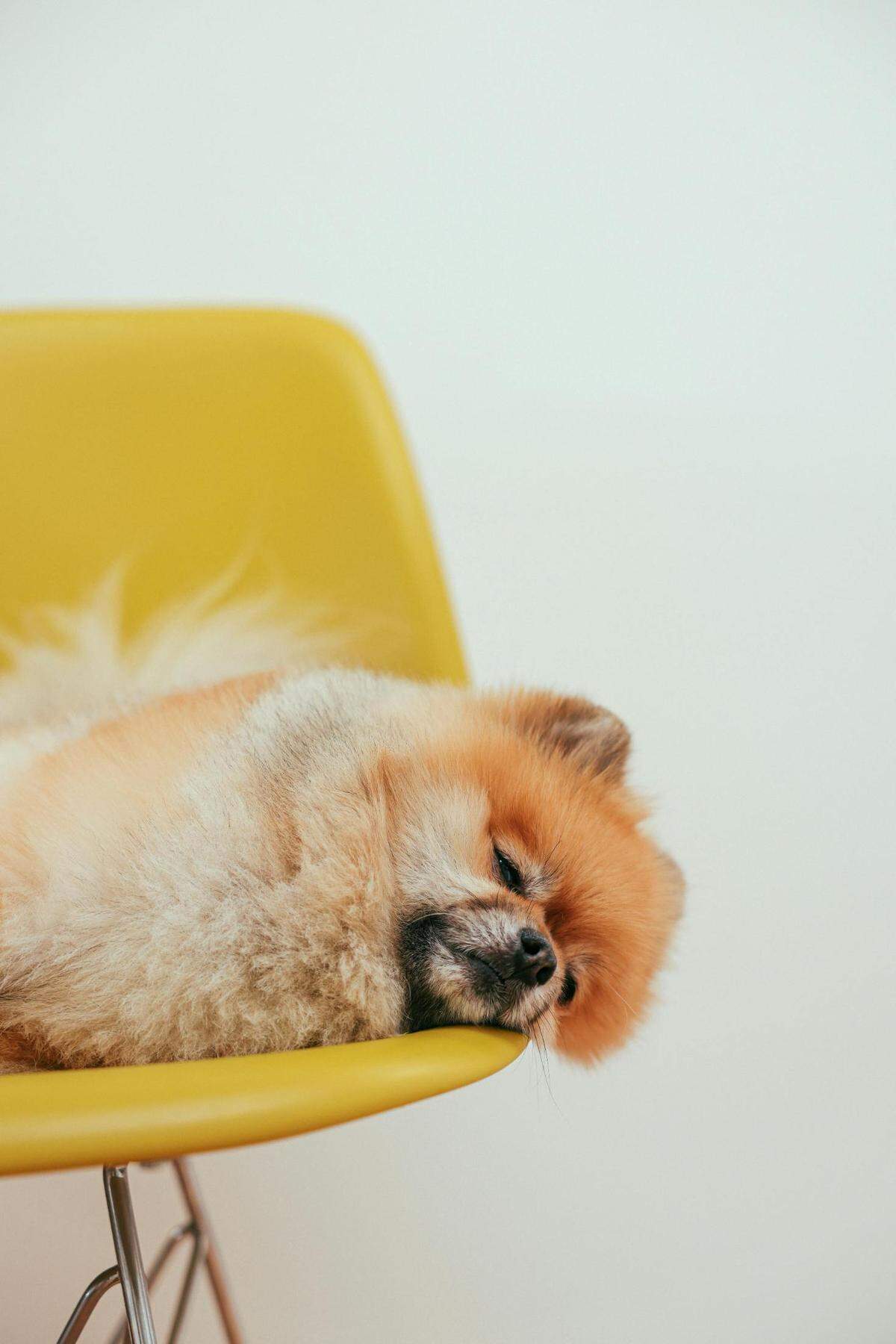 https://www.pexels.com/photo/pomeranian-dog-sleeping-on-yellow-chair-8473539/