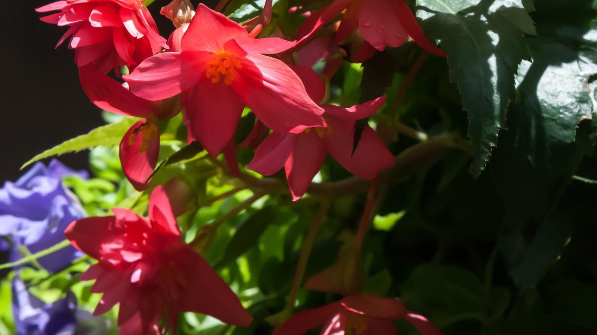 
Funky Pink begonias produce male double flowers and female single-petaled blooms creating an exotic look. 
