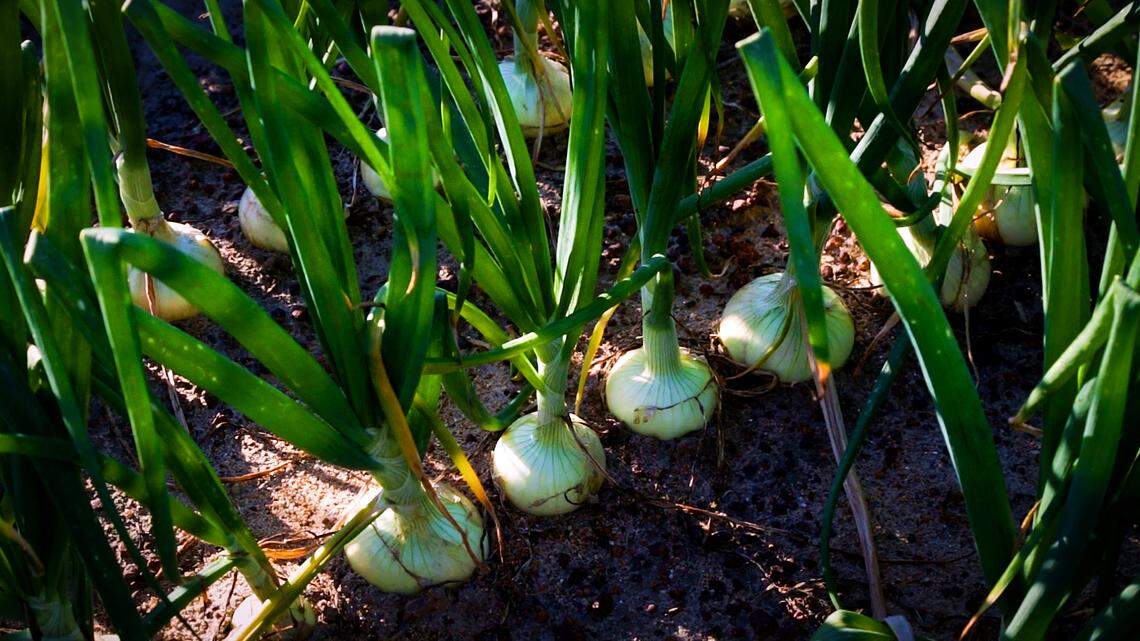 April 13 was this year’s official Vidalia onion pack date for Georgia’s well-known Vidalia onions, now on store shelves. The onions, known for their sweet and crisp taste, thrive in a growing region that spans 20 counties in south Georgia.