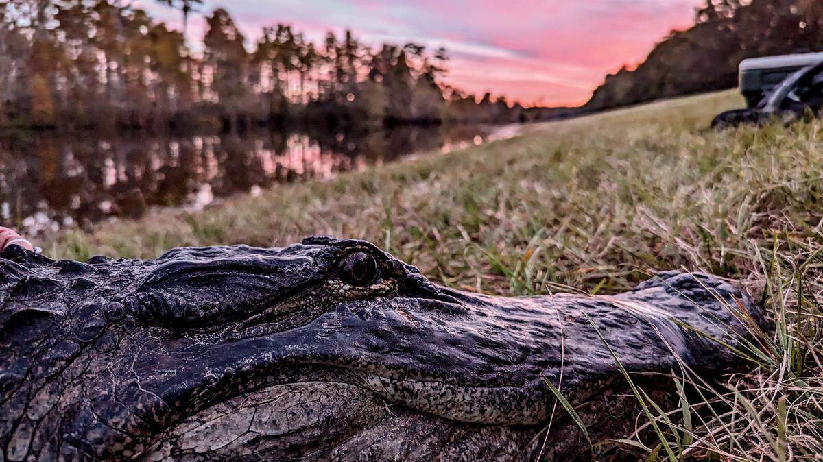 An alligator at the Okefenokee Wildlife Refuge. A new study shows the gators at the Okefenokee have higher levels of mercury in them than other places in the South.