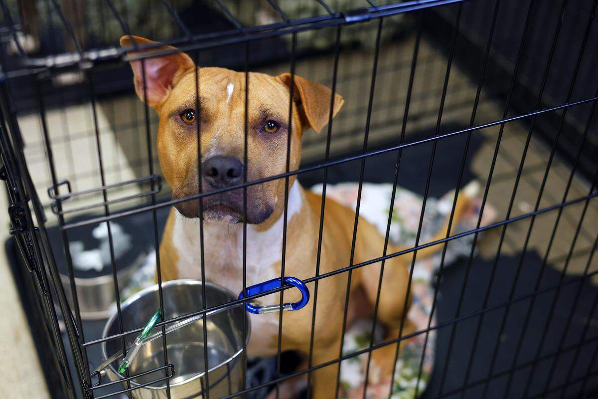 Paws Humane Society in Columbus declared a state of emergency in August after reaching 547 animals in its care, with hundreds of other animals waiting to be surrendered while Paws used temporary crates and some of its cat rooms to house dogs.