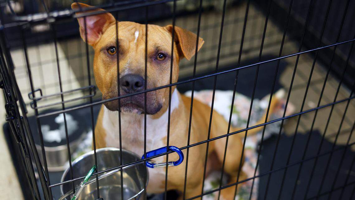 Paws Humane needs community support to remain a no-kill shelter. How to help