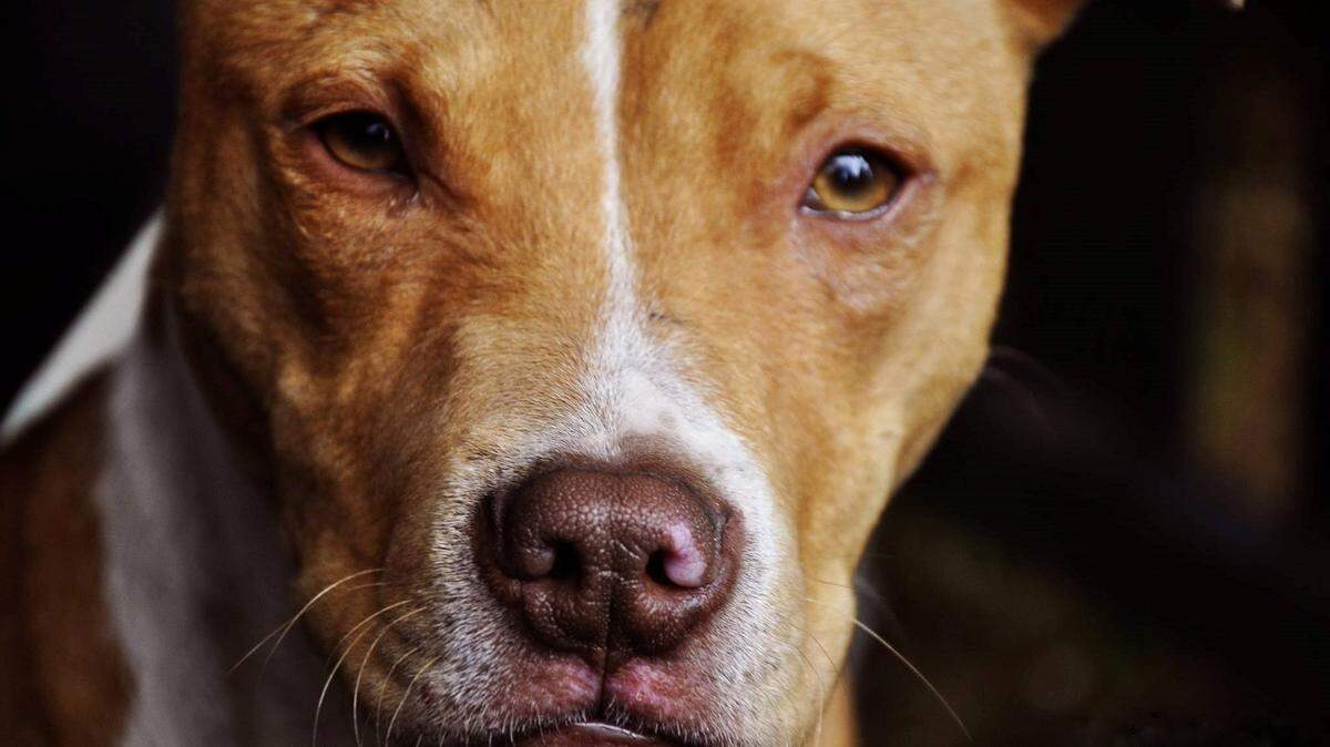 Sixty-three pit bulls were rescued outside a residence on Rozar Goolsby Road near Eastman on March 17, 2018. Seven men behind the operation or associated with it have been indicted.