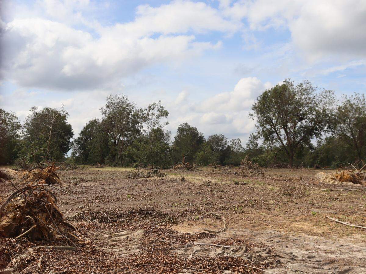 Barren and dead acreage of Shiloh Pecan Farms after Hurricane Helene blew through the farm north of Ray City, Georgia.