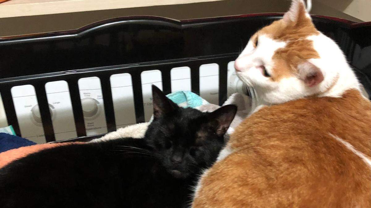 Josephine Baker (l) and Nick Cannon (r) are unfazed.