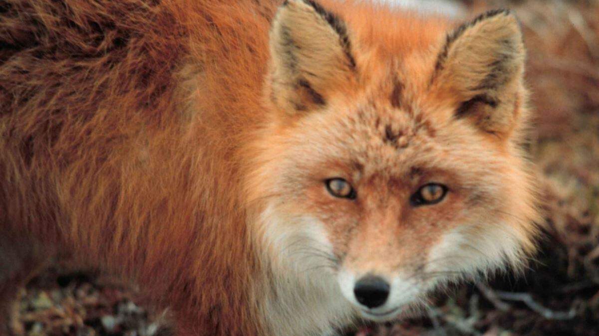 The West Central Health District has confirmed a fox from the Fornof Road area in Columbus has tested positive for rabies, according to a news release.