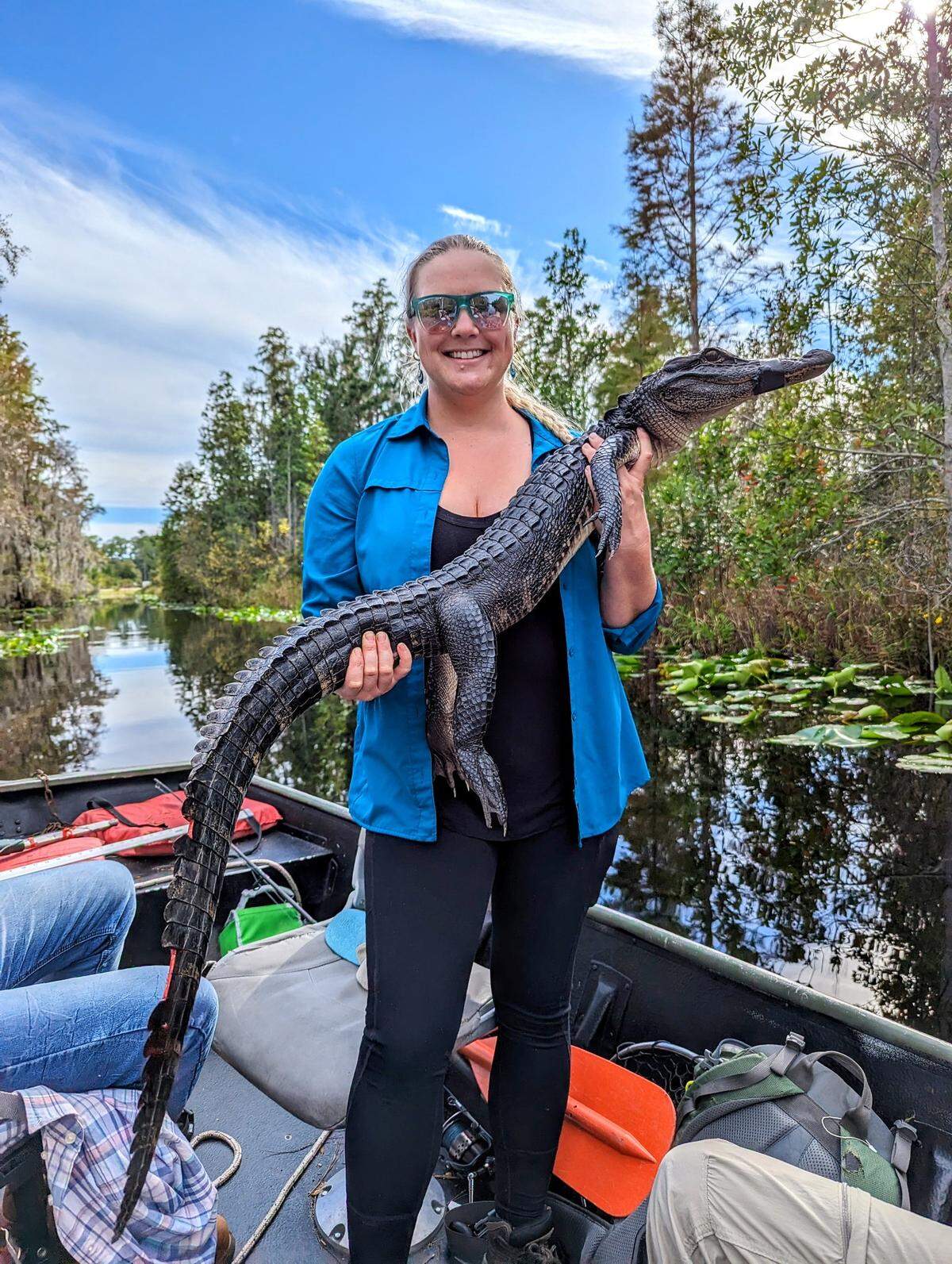 Biologist and graduate of the University of Georgia Odum School, Kristen Zemaitis, holds a young alligator at the Okefenokee Wildlife Refuge.