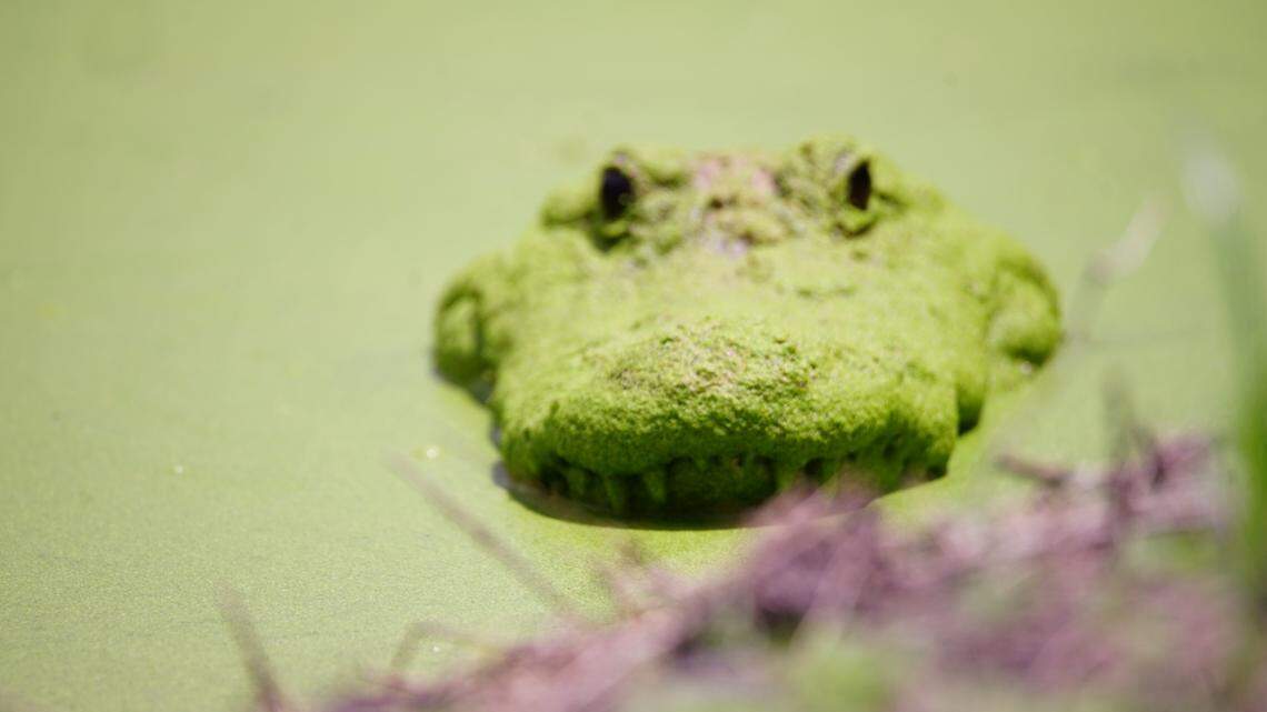 After years of trying, environmentalists neutralize a mining threat near Okefenokee