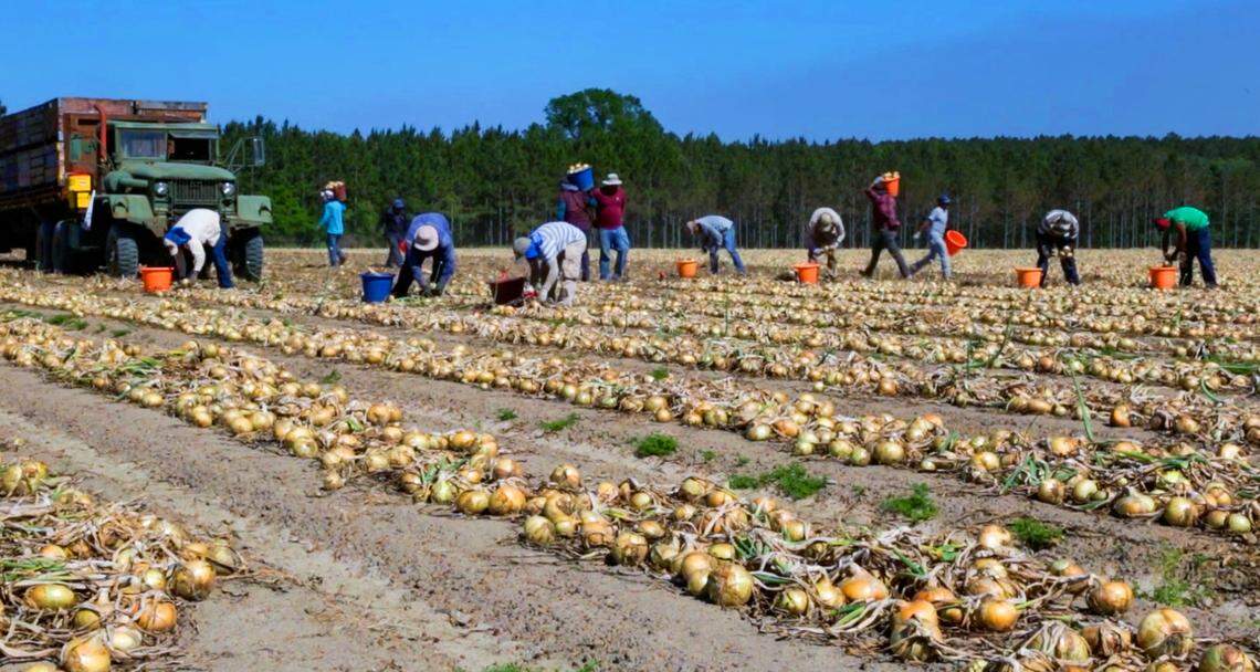 Georgia’s well-known Vidalia onions are now on store shelves. The onions, known for their sweet and crisp taste, thrive in a growing region that spans 20 counties in south Georgia.