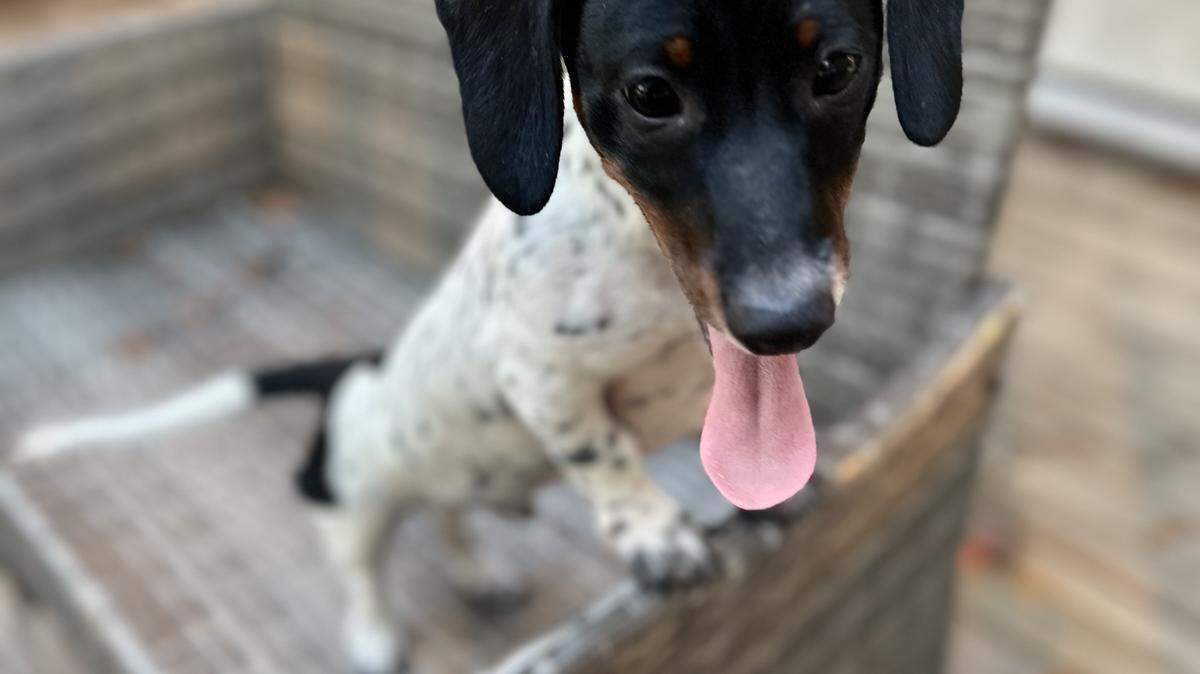 Pickles is the winner of Columbus’ cutest dog contest. 