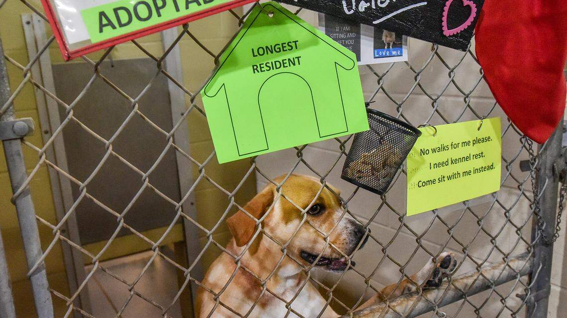 Why go out for Valentine’s Day when you can get some real puppy love for just $14?