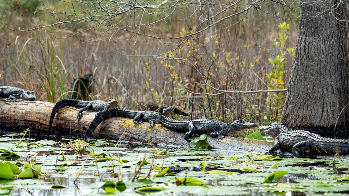 Okefenokee mining site purchased for $60M. Land buyers credit public advocacy