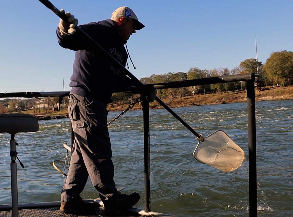 Dr. Steven Sammons grabbing stunned fish below waveshaper. 11/29/30