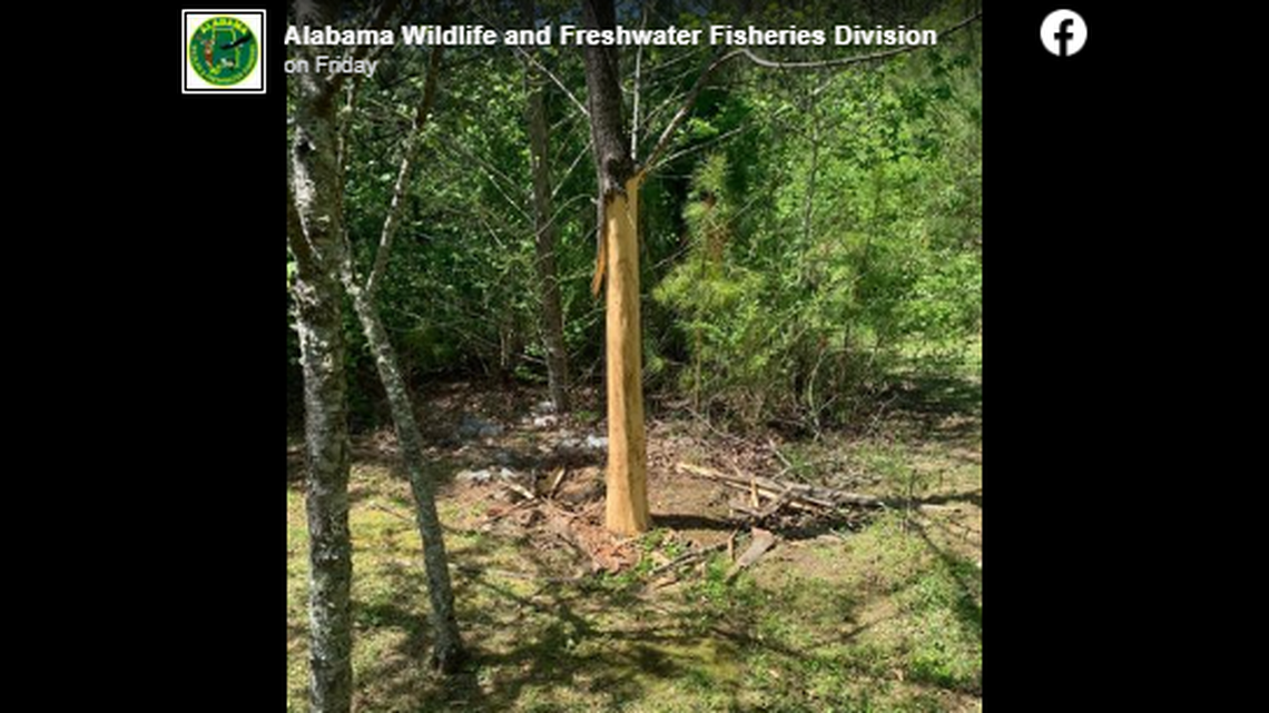 What creature stripped this Alabama tree of all its bark and left claw marks? It was a bear, the state says.