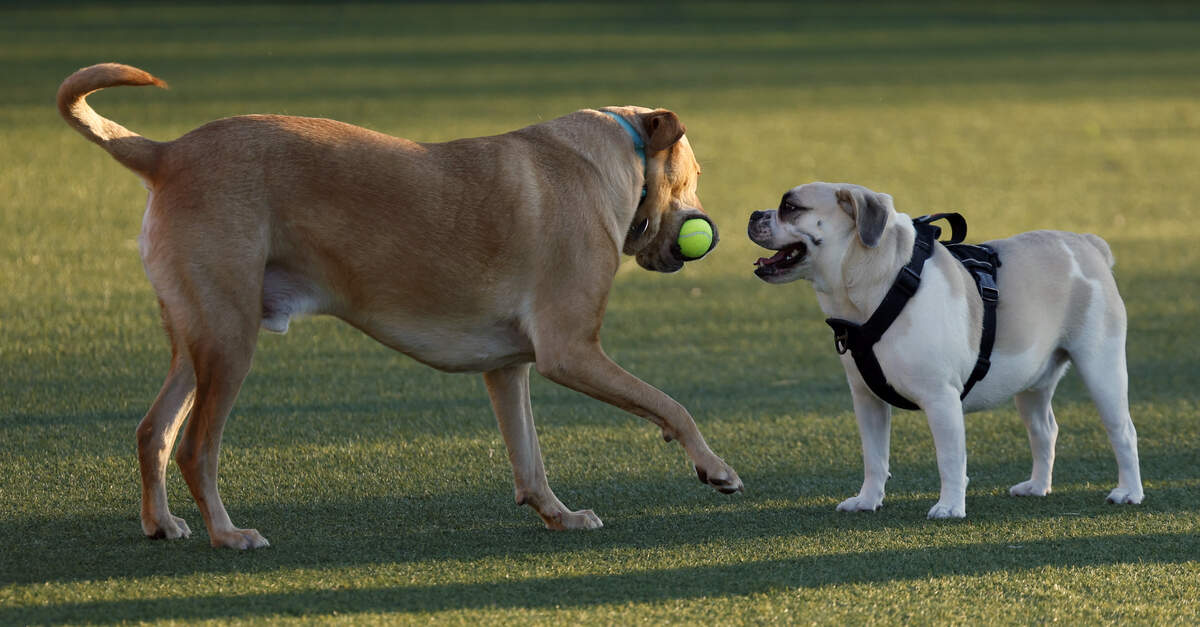 The Yard, operated by Paws Humane Society and described as a dog park and social club, welcomed the community to its soft opening Feb. 27, 2026. Paws is leasing the site previously occupied by Fetch Park, 1432 Fifth Ave., in Columbus.