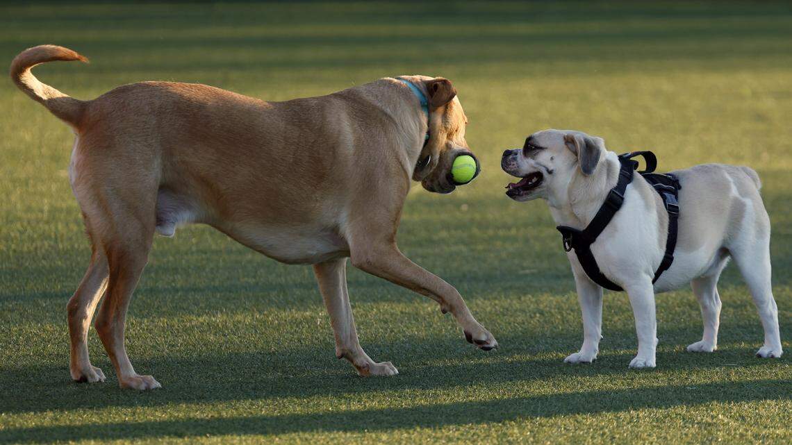 Let the dogs out: FIFA Fan Fest welcomes dogs on select days during KC World Cup