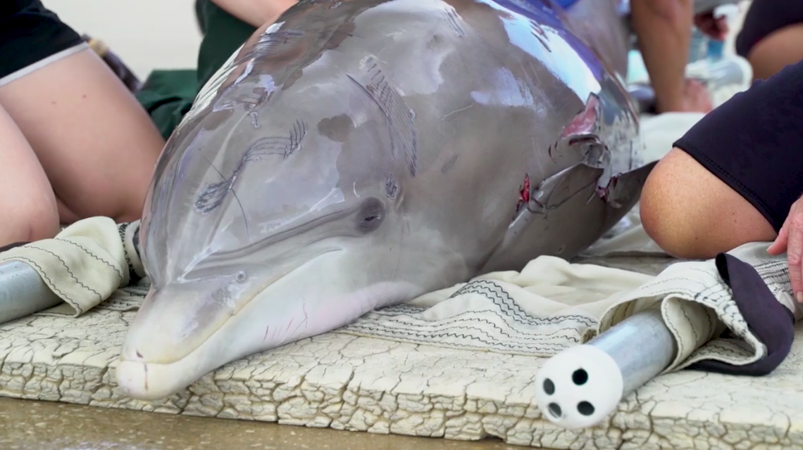 The dolphin, being treated for shark bite injuries.