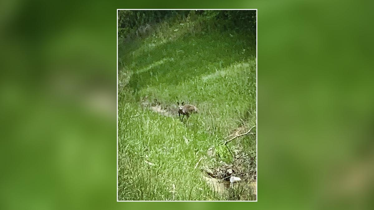 Law enforcement officials say this kangaroo was on the loose after a crash in Macon County, Alabama. The kangaroo was recovered and unharmed.