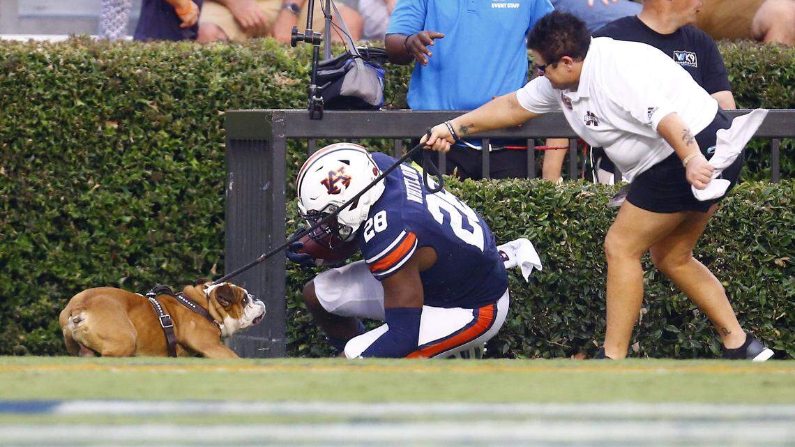 PETA wants Mississippi State to retire live bulldog mascot after run-in with Auburn player