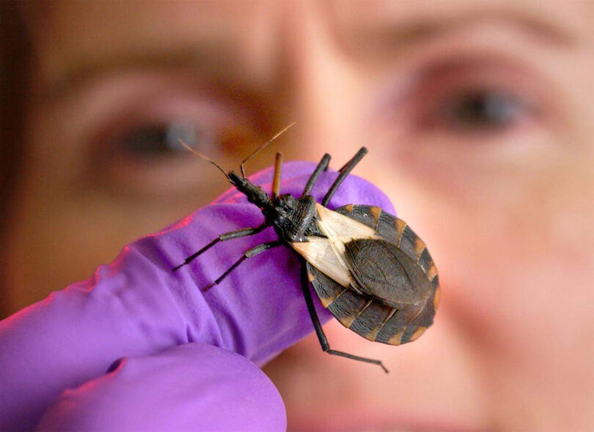 Kissing bugs are native to Georgia.