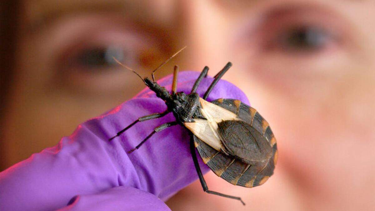 The CDC has issued a report about triatomines, a bloodsucking insect known as “kissing bugs” whose bites are often anything but sweet. 