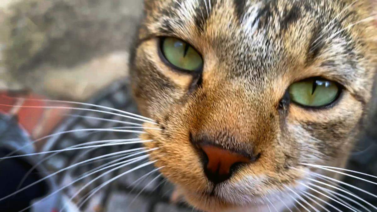 Tabby McTaberson may not like to come inside, but he still wants to be warm.