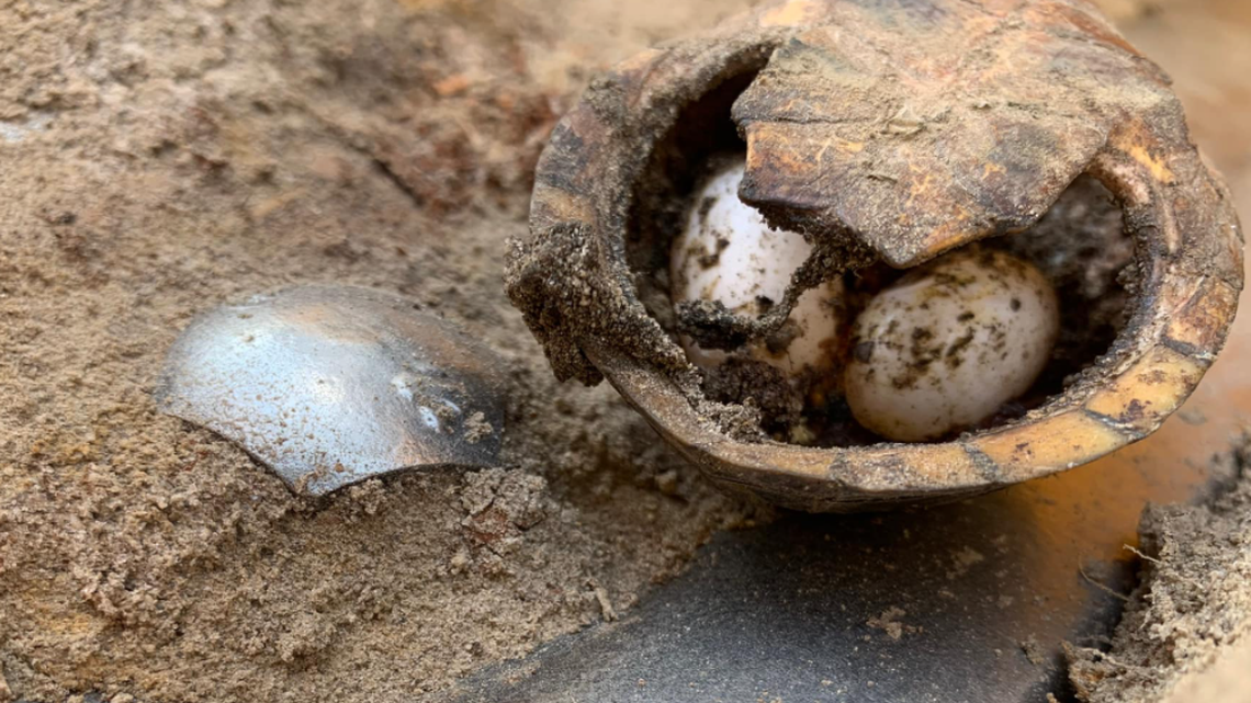 The thin-shelled oddity was found by wildlife management staff at Geneva State Forest, near the state’s Florida border.