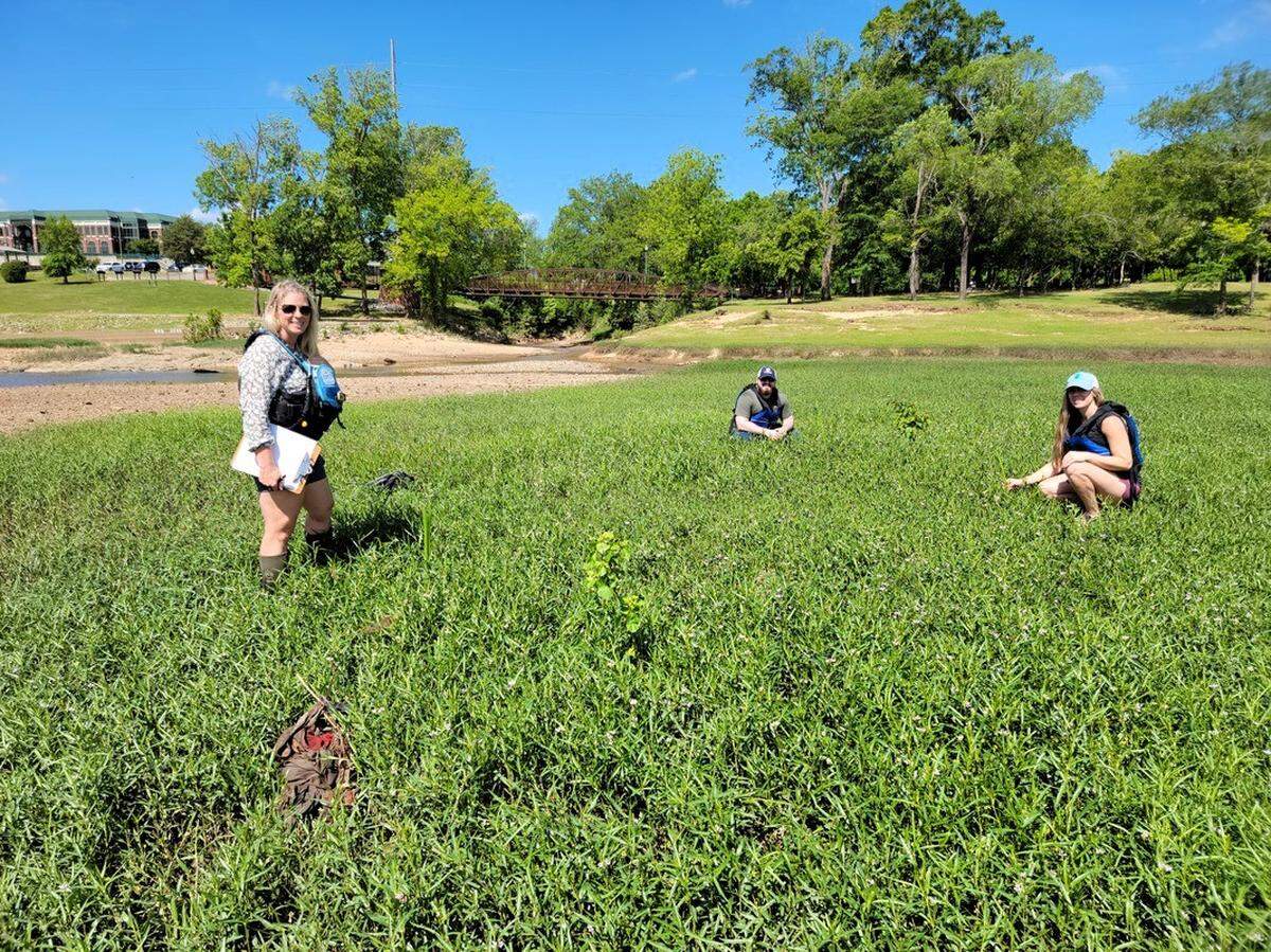 Chattahoochee River Conservancy interim director, Natalie Downey, and two volunteers surveying to see how many shoal lilies survived the previous years’ planting near the Phenix City Amphitheater. 05/20/2021