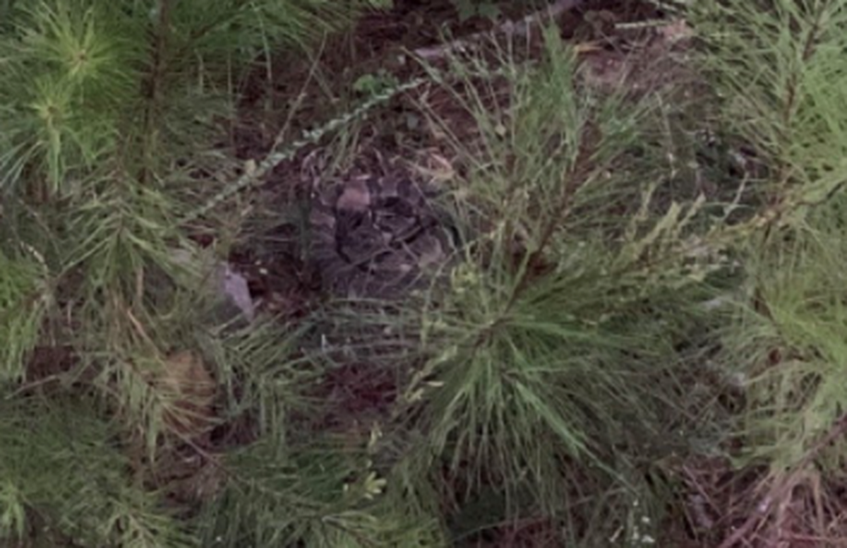 It’s a timber rattlesnake and it’s in the middle of the photo.