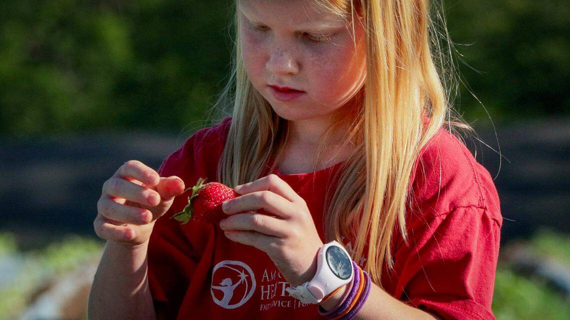 MercyMed of Columbus is hosting its first Plant Party on April 17, 2026, from 9 a.m. to 1 p.m., at MercyMed Farm, at the corner of 38th Street and Second Avenue in Columbus. The Plant Party will include local vendors with items for sale, plant giveaways, free hands-on workshops and a plant sale. A group from the Columbus chapter of American Heritage Girls volunteered at the farm Wednesday morning, picking produce, including strawberries.