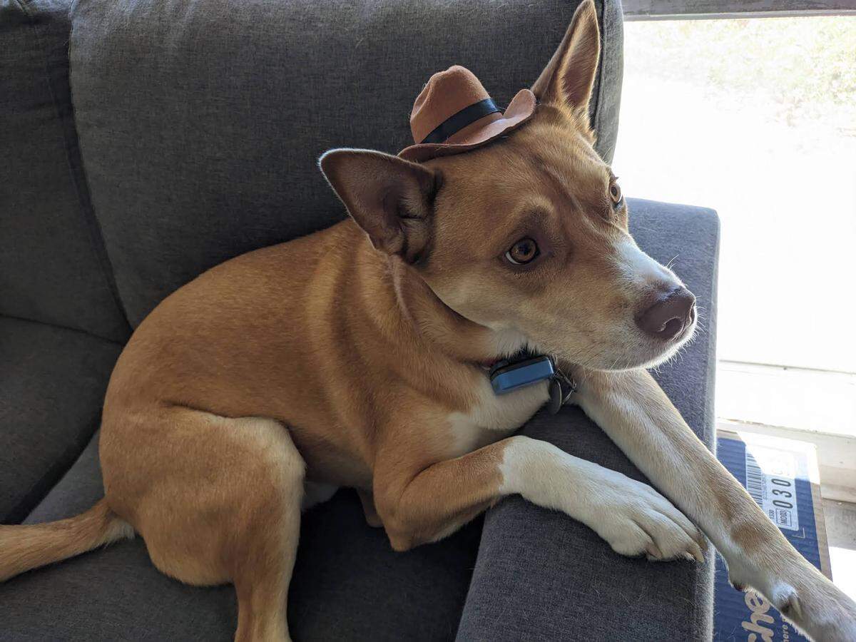 Kantaro, the winner of the area’s cutest dog contest.