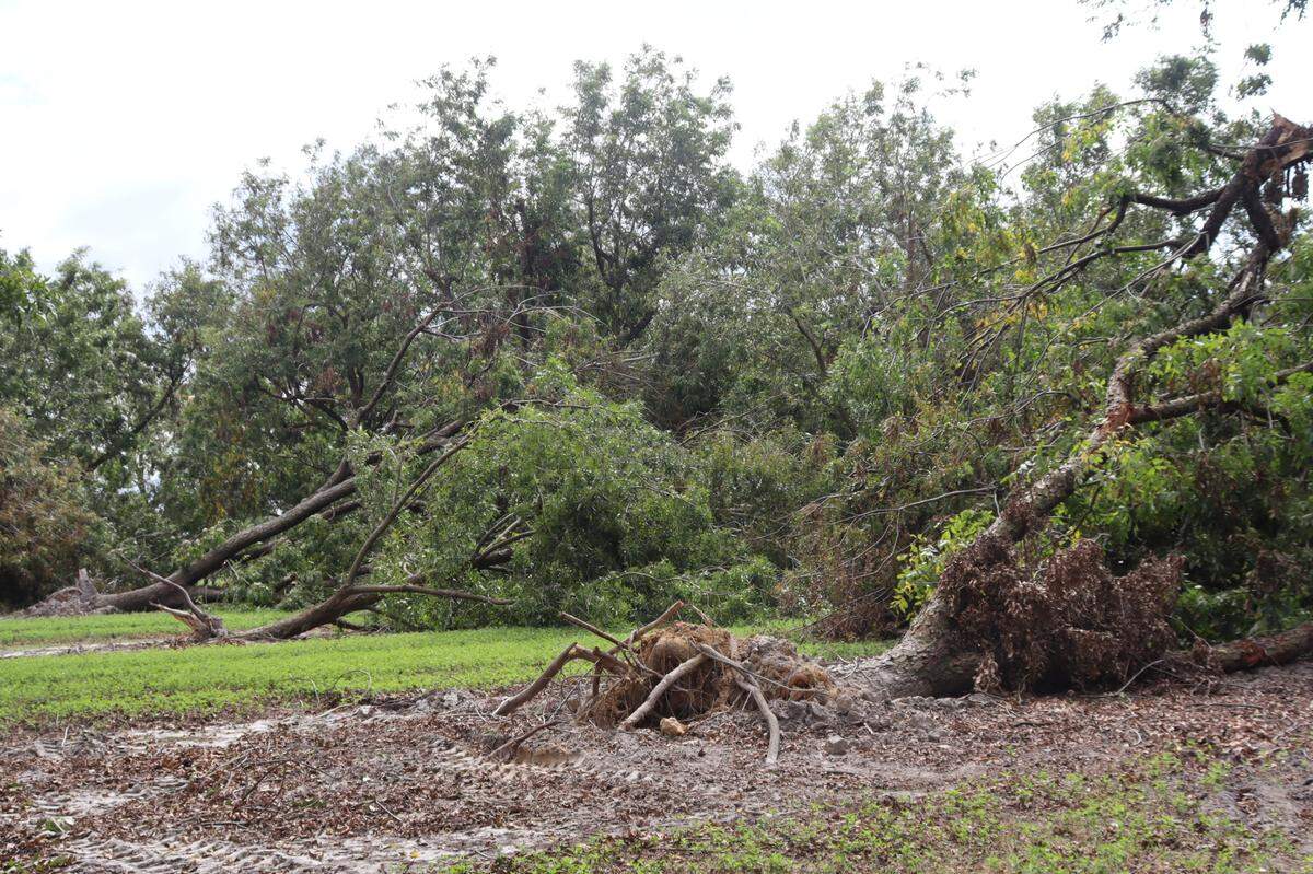 Large pecan trees were uprooted and toppled over from Hurricane Helene winds in the early hours of Sept. 27 at Shiloh Pecan Farm near Ray City, Georgia. Farmer Buck Paulk believes up to 80% of his pecan production this year is unsalvageable. Taken: Oct. 4, 2024