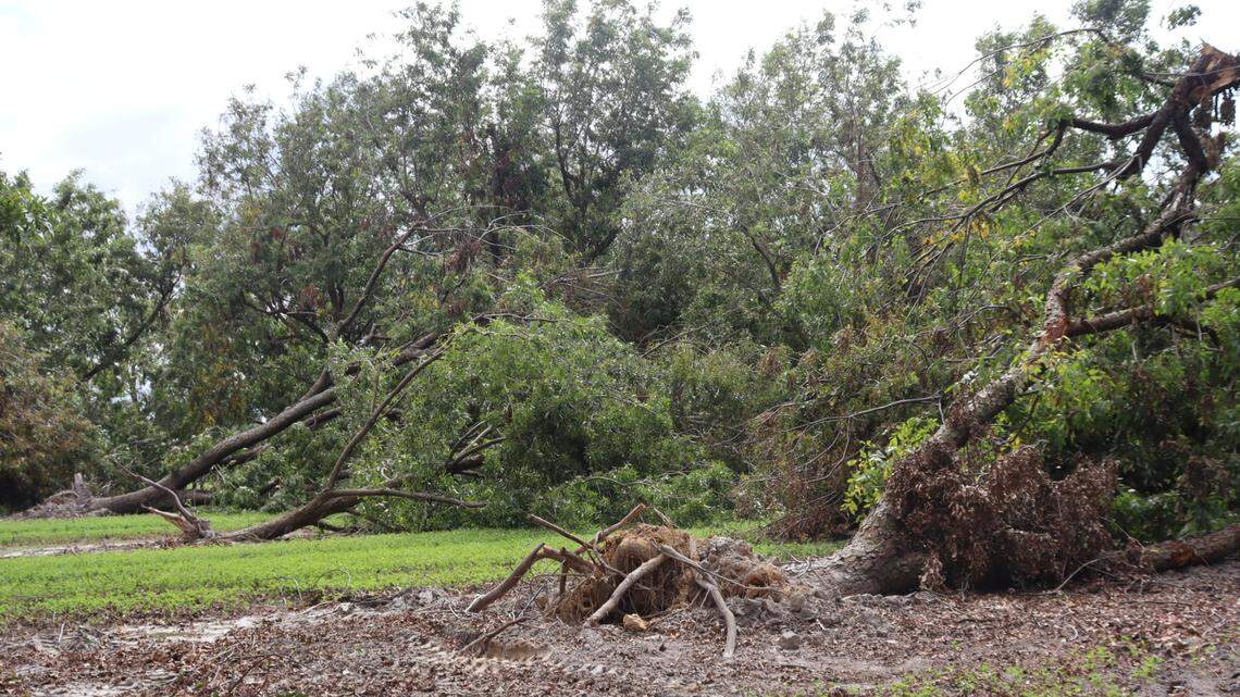 Large pecan trees were uprooted and toppled over from Hurricane Helene winds at Shiloh Pecan Farm near Ray City, Georgia. Farmer, Buck Paulk believes up to 80% of his pecan produce this year is unsalvageable. Taken: Oct. 4, 2024