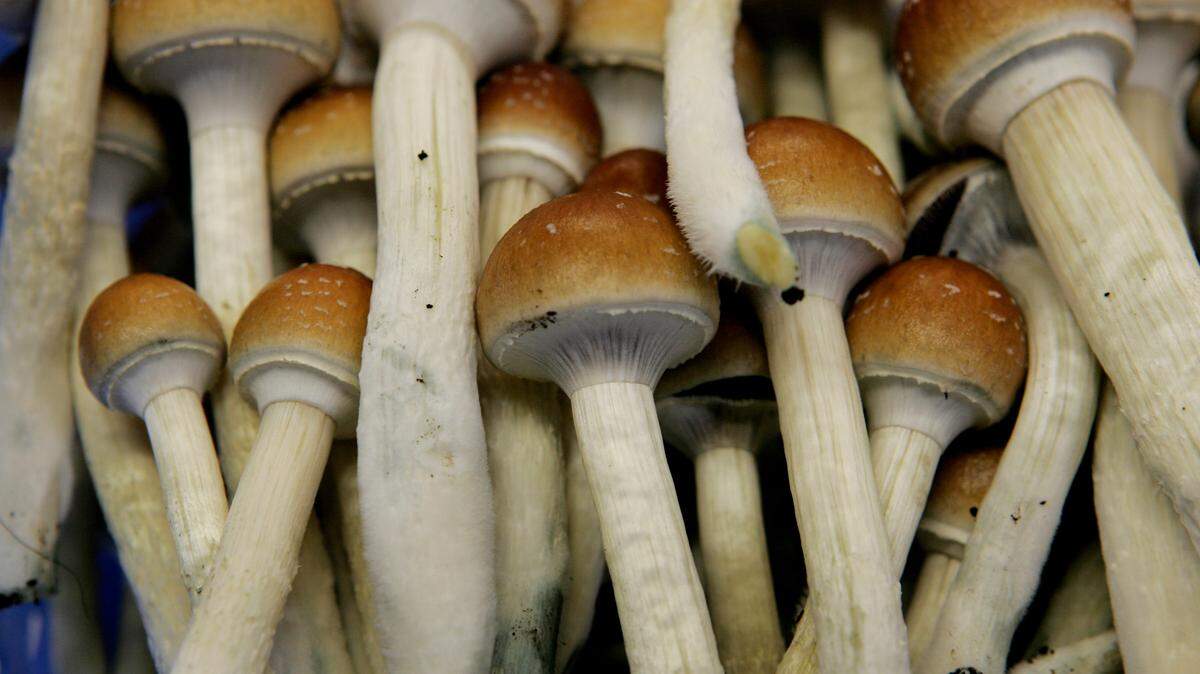 A new study found that men who had used psychedelic drugs at least once were about half as likely to have engaged in physical violence against their partners. Drugs like alcohol, meth or cocaine, are thought to increase this likelihood.