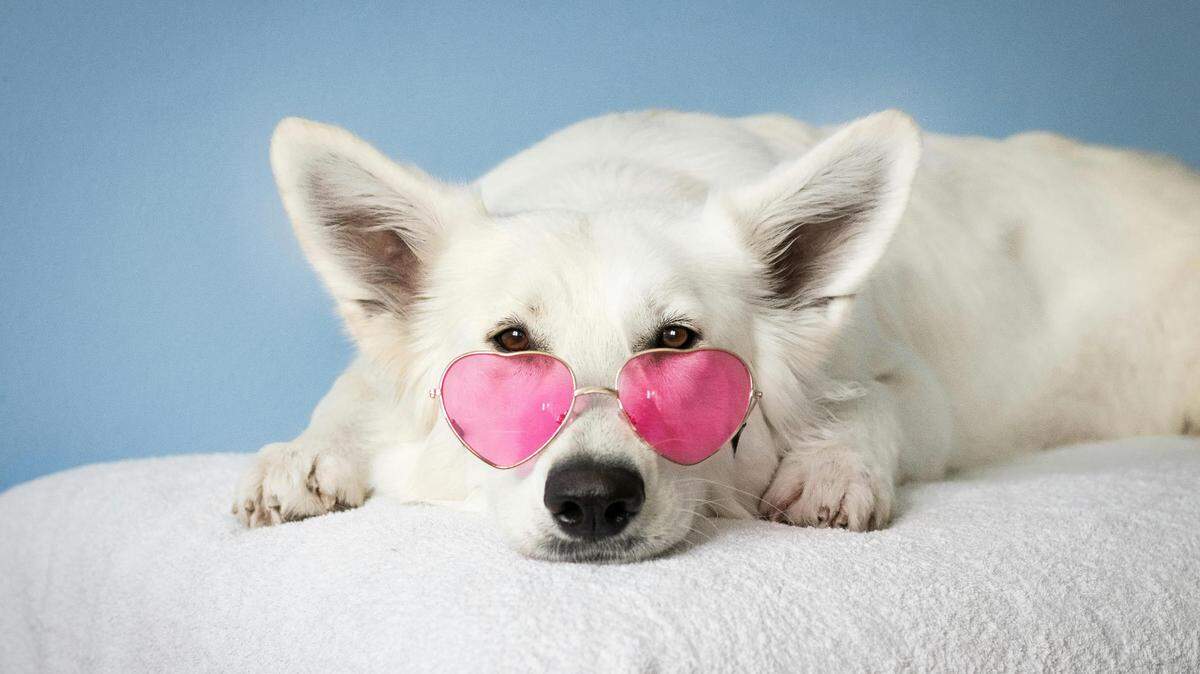It’s time to vote for the winner of the Chattahoochee Valley’s Cutest Dog contest