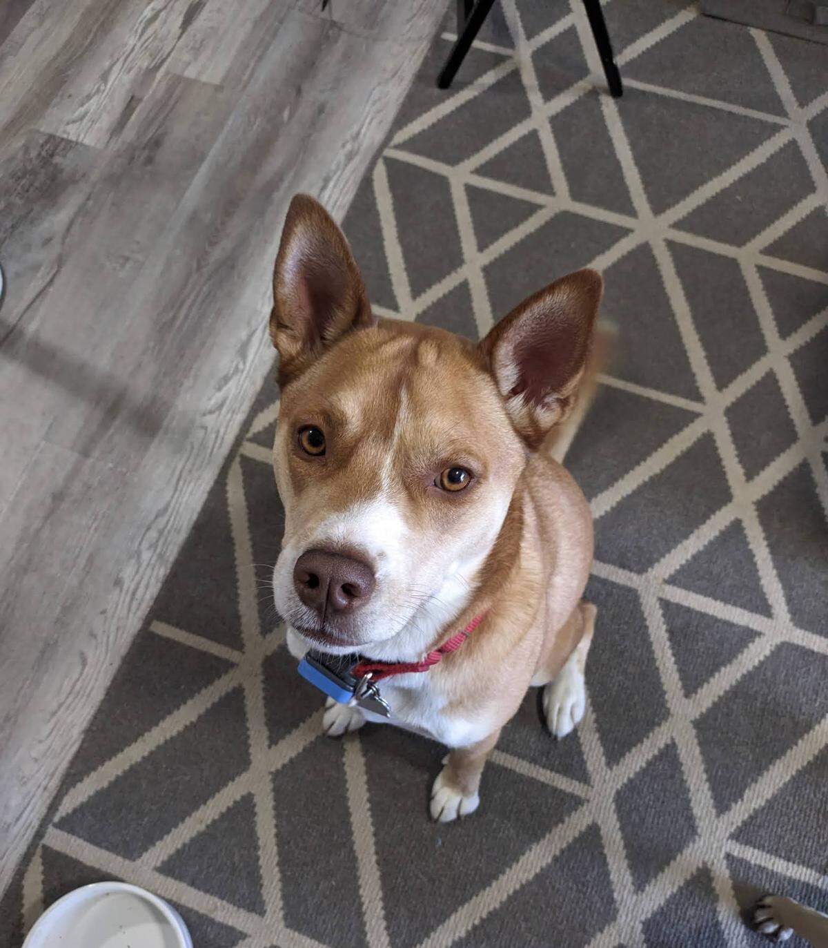 Kantaro the winner of the area’s cutest dog contest.