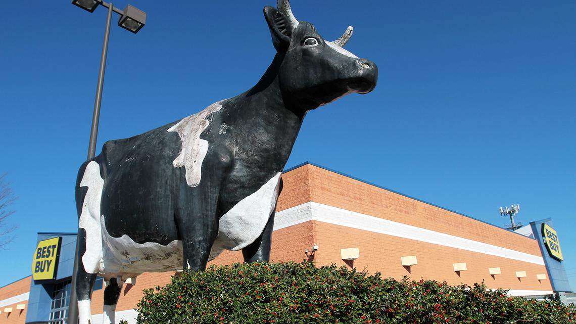 Iconic Kadie the Cow could be on the moo-ve. What to know