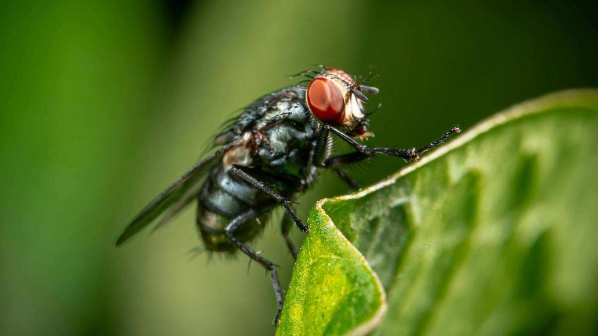 It seems like there are more flies around this summer.