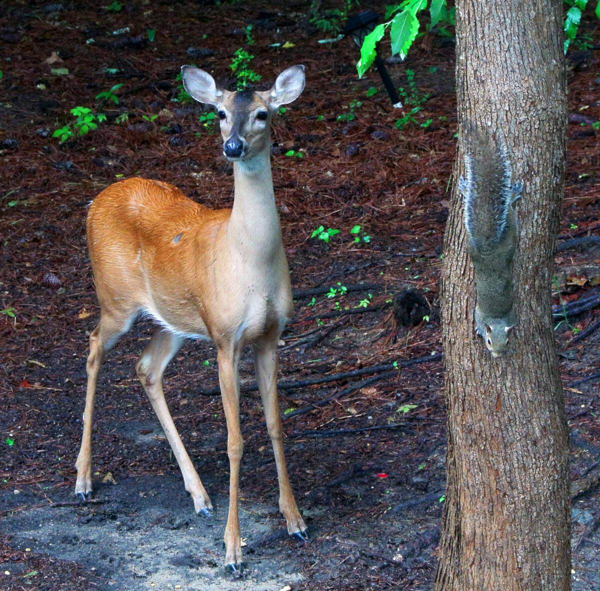 A deer, greeted by a squirrel, pauses before approaching a food container in Susan Massey’s backyard at her Columbus home June 19, 2025.