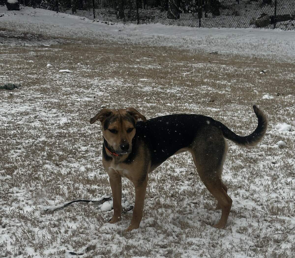 Nala was a rescued in South Georgia and is well-loved today. 