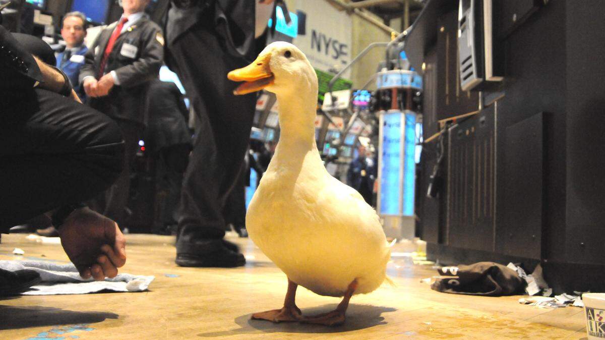 The famed Aflac duck makes an appearance at the New York Stock Exchange. --