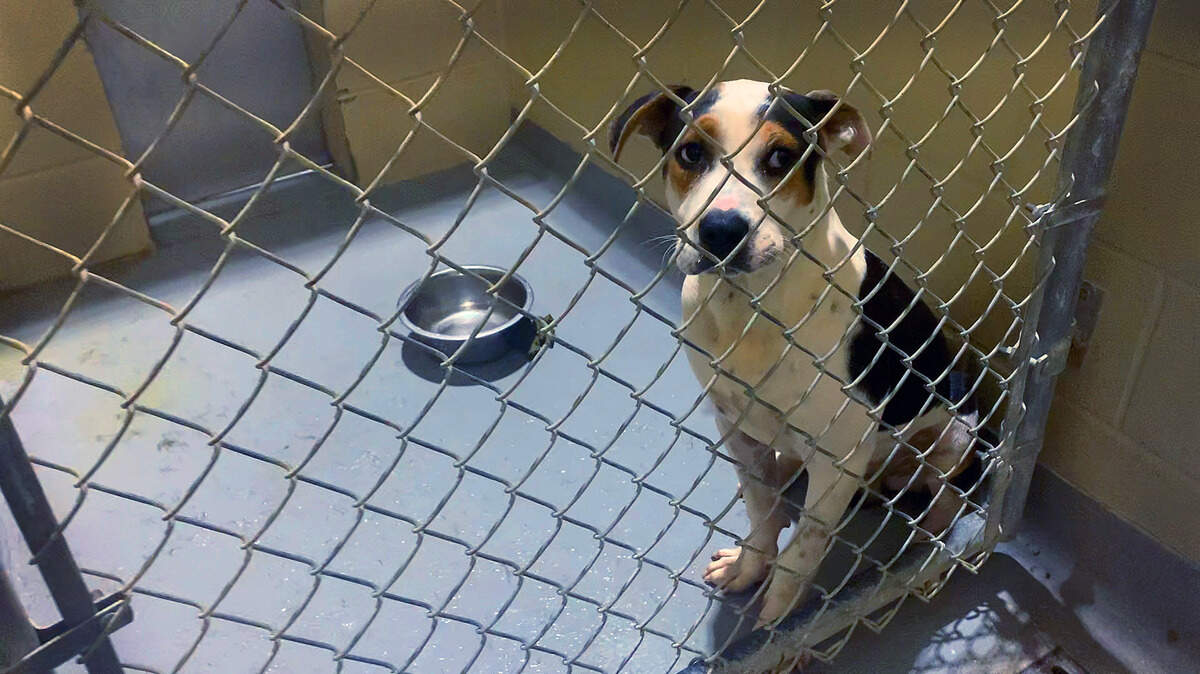 Data provided on the Animal Control Center’s website shows that a total of 193 dogs have been euthanized through September of this year due to capacity. In 2022, 94 dogs were euthanized due to capacity.