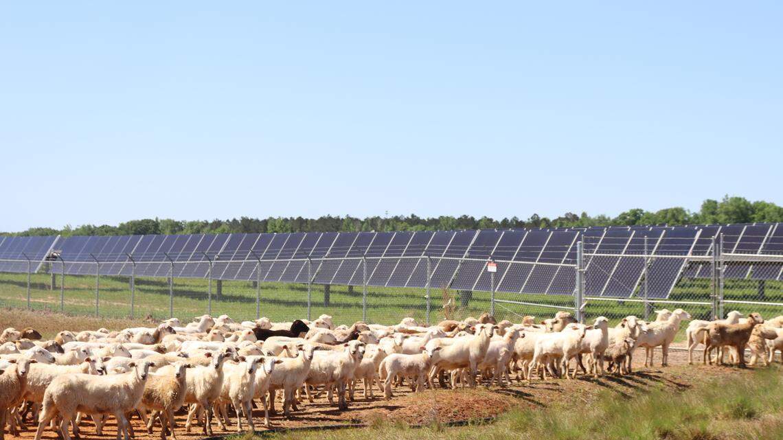 Sheep graze through the instruction of shepherds dogs at seven different Silicon Ranch solar projects in Georgia. These 900 sheep are at Houston Solar in front of 68 MW of solar panel arrays on 700 acres. 4/12/24