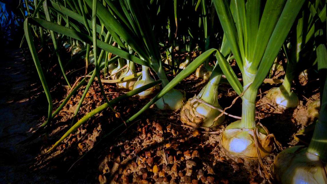 Georgia’s well-known Vidalia onions are now on store shelves. The onions, known for their sweet and crisp taste, thrive in a growing region that spans 20 counties in south Georgia.